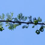 شجرة السمر السنط الملتوي Acacia tortilis 2