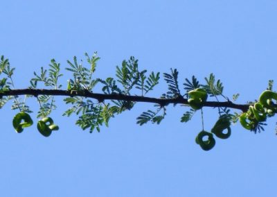 شجرة السمر , السنط الملتوي , Acacia tortilis (2)