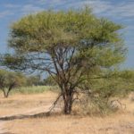 شجرة السمر السنط الملتوي Acacia tortilis 20