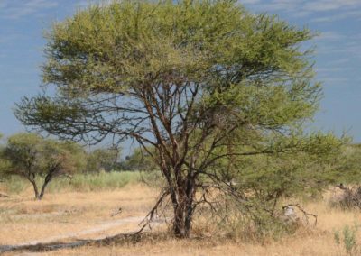 شجرة السمر , السنط الملتوي , Acacia tortilis (20)