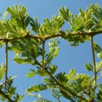 شجرة السمر السنط الملتوي Acacia tortilis 3
