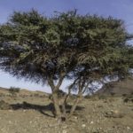 شجرة السمر السنط الملتوي Acacia tortilis 5