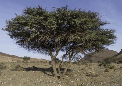 شجرة السمر , السنط الملتوي , Acacia tortilis (5)