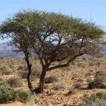 شجرة السمر السنط الملتوي Acacia tortilis 6