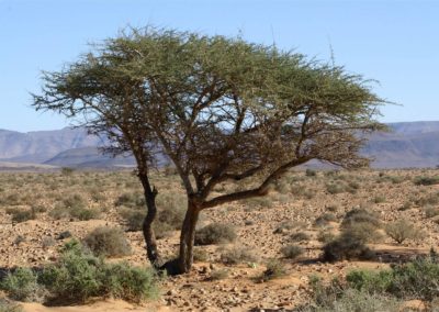 شجرة السمر , السنط الملتوي , Acacia tortilis (6)