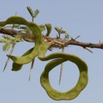 شجرة السمر السنط الملتوي Acacia tortilis 7
