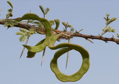 شجرة السمر , السنط الملتوي , Acacia tortilis (7)
