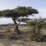 شجرة السمر السنط الملتوي Acacia tortilis 9