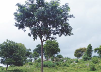 شجرة اللبخ Albizia lebbeck (11)