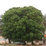 شجرة اللبخ Albizia lebbeck 2