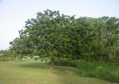 شجرة اللبخ Albizia lebbeck (8)