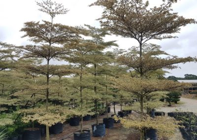 شجرة لوز مدغشقر Terminalia mantaly