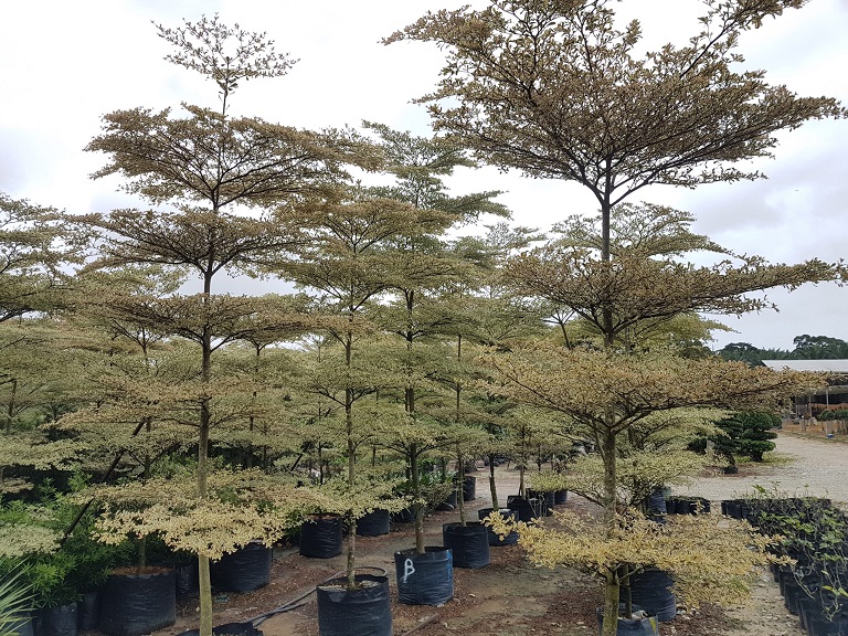 شجرة لوز مدغشقر Terminalia mantaly