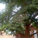 شجرة المظلة شجرة لوز مدغشقر terminalia mantaly 3