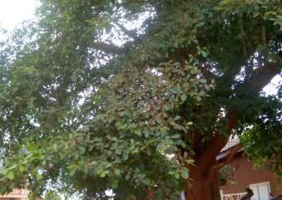 شجرة المظلة , شجرة لوز مدغشقر , terminalia mantaly (3)