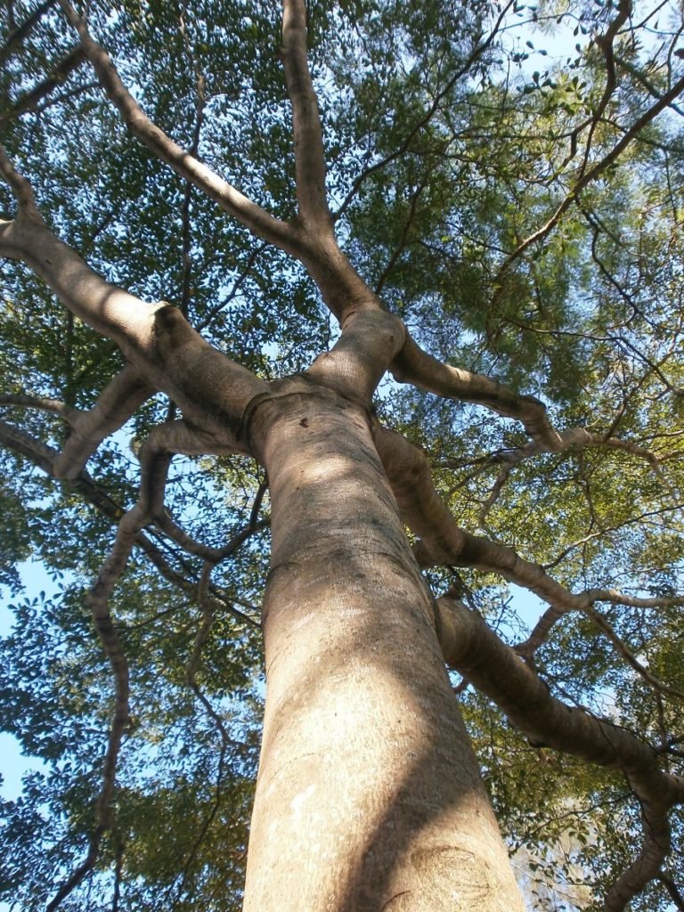 شجرة المظلة شجرة لوز مدغشقر terminalia mantaly 4