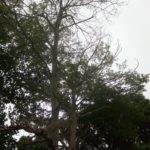شجرة المظلة شجرة لوز مدغشقر terminalia mantaly 5