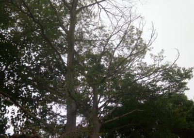 شجرة المظلة , شجرة لوز مدغشقر , terminalia mantaly (5)