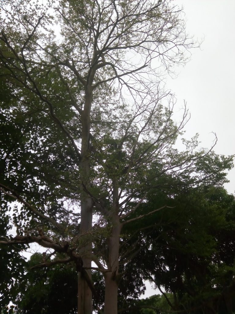 شجرة المظلة شجرة لوز مدغشقر terminalia mantaly 5