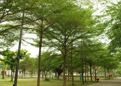 شجرة المظلة , شجرة لوز مدغشقر , terminalia mantaly (9)