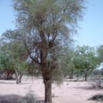 شجرة الهجليج Balanites aegyptiaca 1