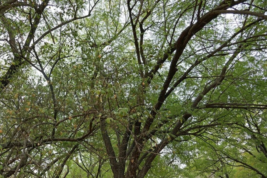 شجرة الهجليج Balanites aegyptiaca 2