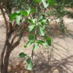 شجرة الهجليج Balanites aegyptiaca (2)