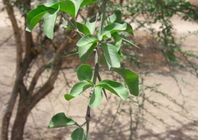 شجرة الهجليج Balanites aegyptiaca (2)