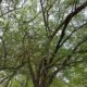 شجرة الهجليج Balanites aegyptiaca