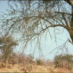 شجرة الهجليج Balanites aegyptiaca 4