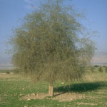 شجرة الهجليج Balanites aegyptiaca 5