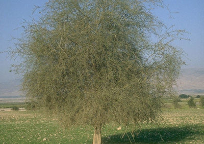 شجرة الهجليج Balanites aegyptiaca