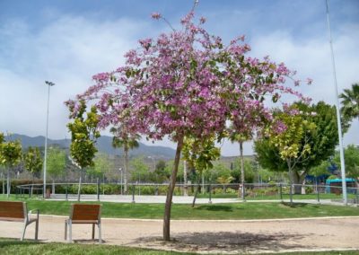 شجرة خف الجمل Bauhinia Variegata (2)