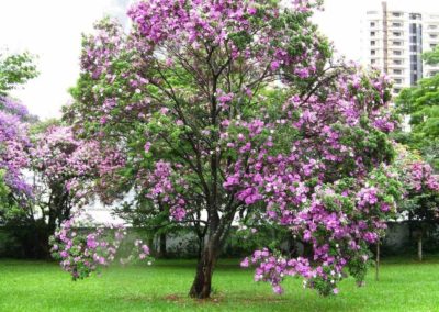 شجرة خف الجمل Bauhinia Variegata (8)