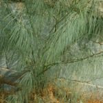 شجرة شوكة الفرس Parkinsonia aculeata 1