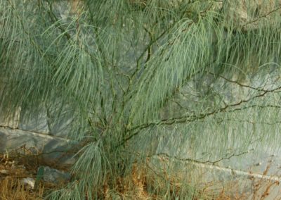 شجرة شوكة الفرس Parkinsonia aculeata (1)