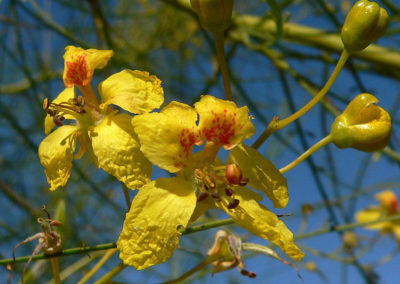 شجرة شوكة الفرس Parkinsonia aculeata (11)