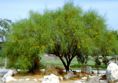 شجرة شوكة الفرس Parkinsonia aculeata (3)