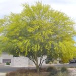 شجرة شوكة الفرس Parkinsonia aculeata 8