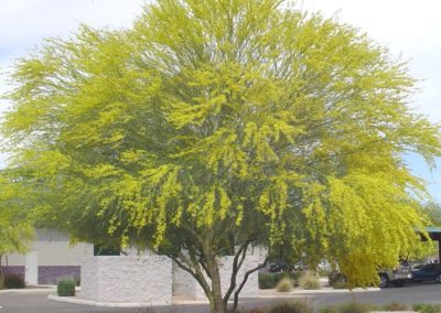 شجرة شوكة الفرس Parkinsonia aculeata (8)