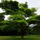 شجرة لوز ايفورينسيس Terminalia Ivorensis