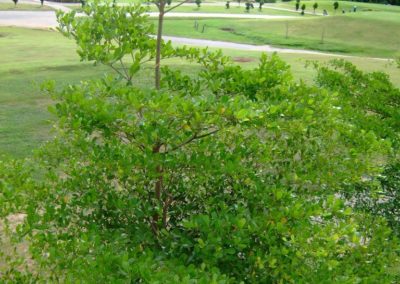 شجرة لوز ايفورينسيس Terminalia Ivorensis (12)