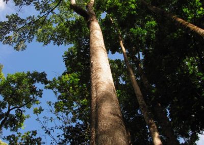 شجرة لوز ايفورينسيس Terminalia Ivorensis (13)