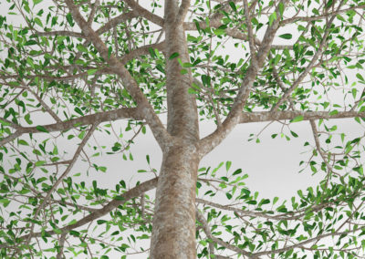 شجرة لوز ايفورينسيس Terminalia Ivorensis (9)