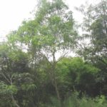 طلح الاوريكوليفورميس Acacia Auriculiformis 11