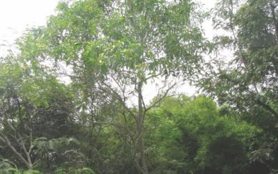 شجرة طلح الاوريكوليفورميس Acacia Auriculiformis