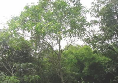  طلح الاوريكوليفورميس Acacia Auriculiformis  