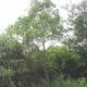  طلح الاوريكوليفورميس Acacia Auriculiformis