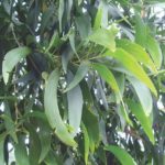 طلح الاوريكوليفورميس Acacia Auriculiformis 13