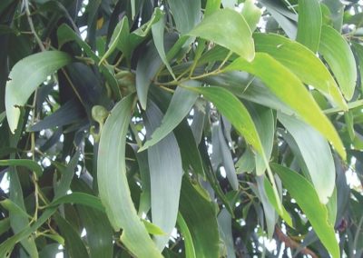  طلح الاوريكوليفورميس Acacia Auriculiformis   (13)